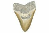 Serrated, Fossil Megalodon Tooth - North Carolina #371534-1
